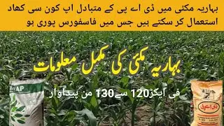 بہاریہ مکئی میں ڈی اے پی کے متبادل اپ کون سی کھاد استعمال کر سکتے ہیں 