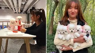 Funny and Cute Pomeranian |Min Cute Pets