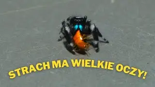 Największy SKAKUN URODZIŁ! |ARACHNOHOBBIA|