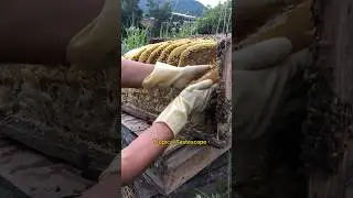 🍯 Pulling Pure HoneyComb from a log Hive| 🐝 Nature's Sweet gold #honey  #honeybee #honeycomb #shorts