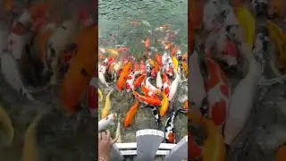 ikan koi berenang #ikan #ikanhias #berenang #shortsviral