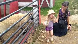 White Sheep Black Sheep with the Caveys