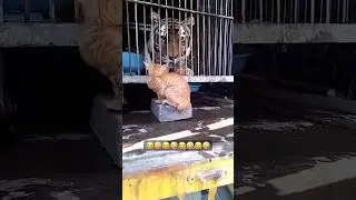 Brave Cats hitting animals 🤪😂 #cats #funny #cat #catvideos  #catshorts #catlovers #dogshorts