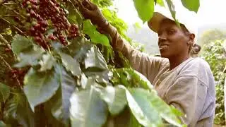 Jacu Landcrafted Artisan Coffees