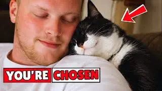 If Your Cat Does These 4 Things, You’re Not Just Liked — You’re Chosen