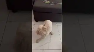 Poodle summer cut 😂 #dogs #pets #puppy #poodle