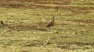Indian courser (Cursorius coromandelicus)- Running