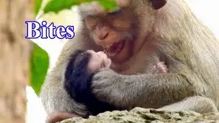 SAD NEWS OF ORPHAN BABY MONKEY CALVIN GOT MISTREATED BY STEP MOM CASI