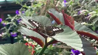 Check out the BUTTERFLY HOUSE at SEAFORDE GARDENS!!