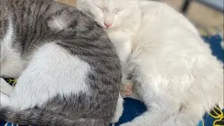 Cute White Cats Sleeping 😴 & Funny Fighting 😹 | Adorable Cat Live | 3-2-2026