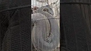 Fish Trap Catches Large Water Snake