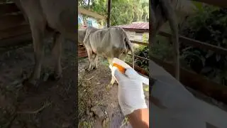 Penyuntikan obat vitamin pada sapi terkurus dikandang #lembu #shorts #cow