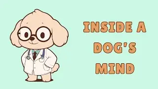 The Science of Dog Behavior #dogpsychology #dogbehavior #dogmind #dogbrain #howdogsthink