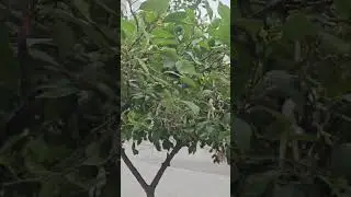 turkey 🇹🇷 #Antalya fruits tree🇹🇷🍊 #antalya #fruitstree #treeb#orangetree#antalya #Turkey