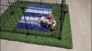 Chihuahua dog puppies available location delhi all over India delivery 99716 55516 