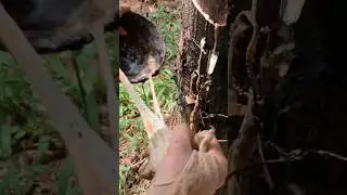 Giant Bamboo Harvest: Traditional Rural Life Techniques for Sustainable Living