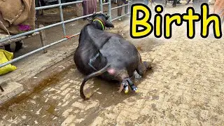 Heavy Buffalo Delivery In Gondal Mandi | Live Entry Scene