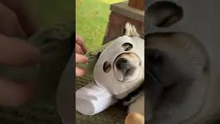Pup Wellness Time سگ کیف که میگن اینه 😂