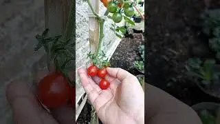 murbey vs tomat cerry #berkebun #harvest #buah #berry #cerry #fyp
