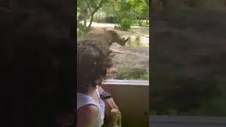 AK Safari (Disney 2022)