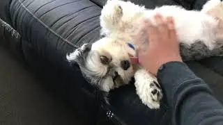 My Pup&rsquo;s Reaction When We Get Home = Instant Joy 🐶❤️