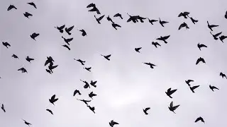 Birds Flying In Circles Stock Video