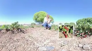 A 360 Tour of an Arizona Strawberry Farm