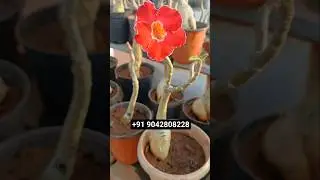 Ruby Love Adenium Sale /Rare collections adenium sale /All india Delivery Available