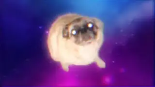 OIIAOIIA Dog