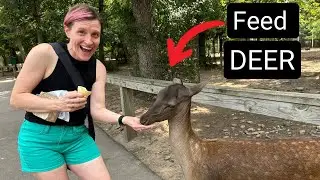 Wisconsin Deer Park Tour | Wisconsin Dells