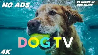 DOG TV: Fun Forest Friends: Watching Squirrels & Birds - Entertaining Stimulation Video for Dogs