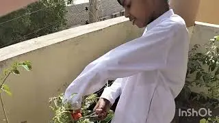 Harvesting Tomatoes | Easy Gardening 🍅 Tips for Perfect Tomatoes