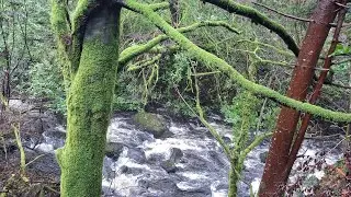 WINTER RAMBLE, DEVIL'S GLEN, COUNTY WICKLOW 16TH JANUARY 2026