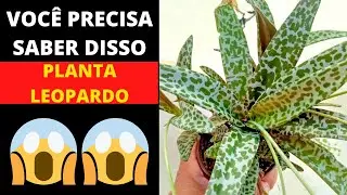 😱 NÃO COLOQUE ESSA PLANTA NA SUA CASA ANTES DE VER ESSE VÍDEO! 😱 [ SCILLA - LEDEBOURIA SOCIALIS ]