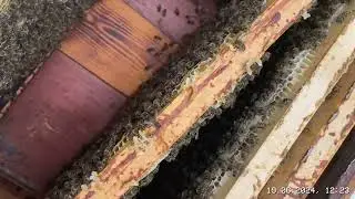 Первый контроль молодых маток