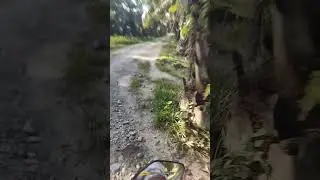 Original 1 Suasana pergi ke tempat panen sawit 