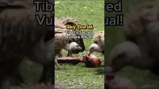 Unveiling Tibet&rsquo;s Sky Burial: A Sacred Tradition with Vultures