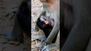Congrats...! Julina gives a birth newborn very adorable, Baby is girl named Julia. #monkey