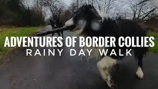 Adventures of a Border Collies Rainy day walk