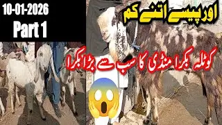 Aisa Bakra Kabhi Nahi Dekha hoga 😱 | Kotla Bakra Mandi updates