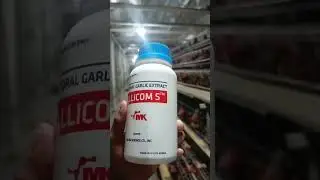 লেয়ার মুরগির এন্টিবায়োটিক মুক্ত ঠান্ডা ঔষধ।