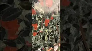 Walkthrough of the exhibition ''WATER, PLANTS AND OTHER ECOLOGIES'' at THE BARRACKS Art Museum