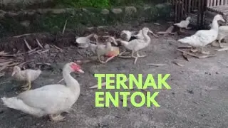 Ternak entok sistem semi umbaran sekitar rumah, hemat pakan dan cepat cuan