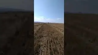 Pointer 2019 bildırcın ferma