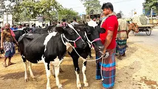 বাছুর ছাড়া দুধের গাভীর দাম | সাতমাইল গরুর হাট | Jonogoner bondhu