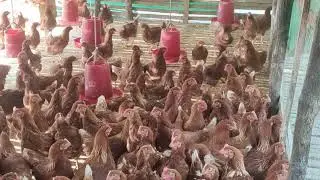 layer hen farming। 5 month old.
