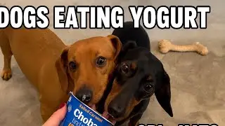 Obi & Kato Attack a BIG Tub of Greek Yogurt! 🤣🐶