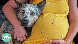 Deaf Woman Adopts a Dog That Cannot Hear as Best Friend | Cuddle Buddies