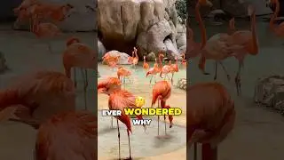 How Do Flamingos Get Their Color Pink?🦩🤯#shorts # flamingos