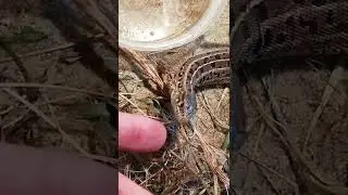 Ящерица на охоте. Lizard.